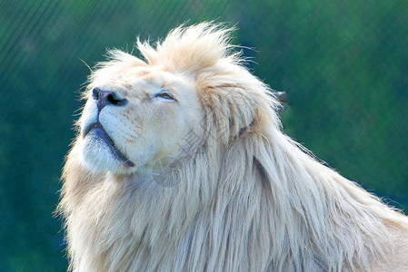 白狮子Pantheraleokr图片