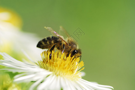 蜜蜂收集花粉在背景图片