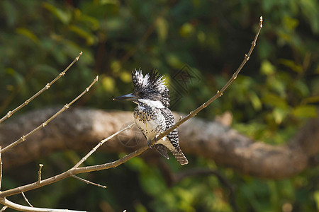 凤头翠鸟或Cerylelugubris印度北阿坎德邦科比图片