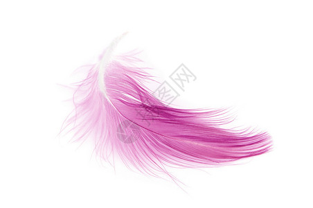 白色背景上的粉红色羽毛背景图片