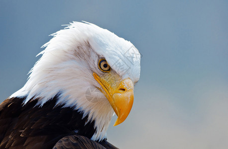 美国秃鹰肖像背景图片