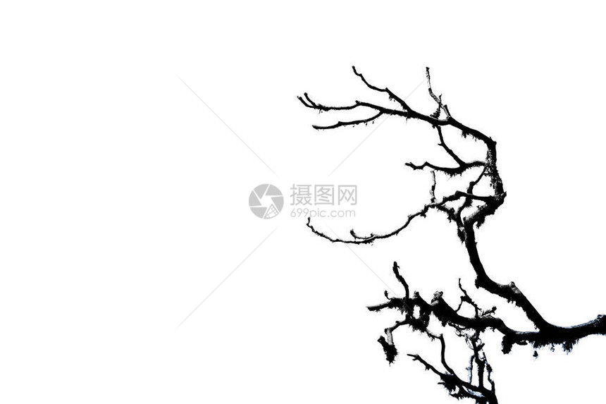 白色背景上杜鹃花树的孤立无叶枝自然背景秋季和秋季的节背景尼泊尔喜马拉图片
