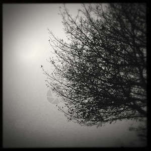 雾中的树枝分图片