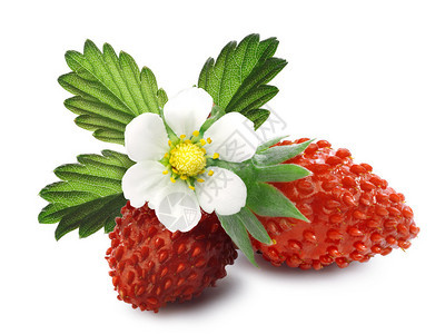 林地草莓Fragariavesca图片