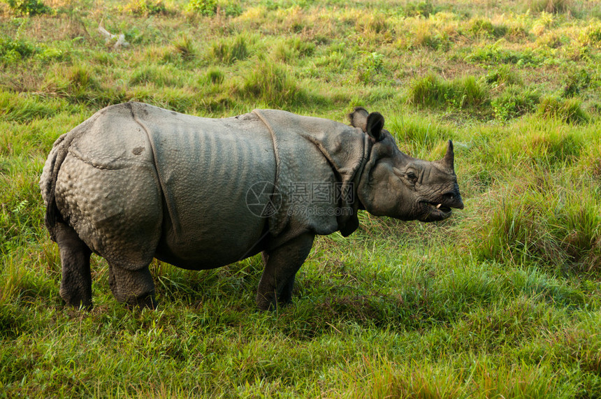 印度Rhino尼泊尔皇家Chitw图片