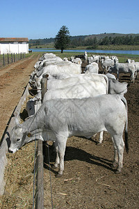 牧牛在农场喂养饲料的牛群图片