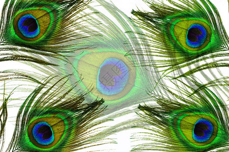 孔雀羽毛眼的细节被白色隔离背景图片