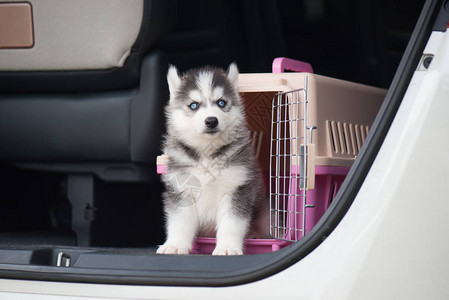 可爱的西伯利亚哈士奇小狗坐在旅行箱里图片