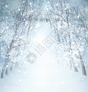 森林中的冬季仙境景观图片