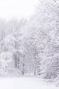 冬季森林雪中的树木白雪和寒冷的天图片