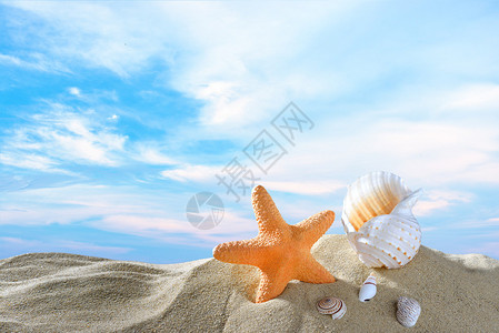 海岸边美丽的贝壳背景图片