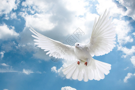 在天空背景上飞翔的白鸽背景图片