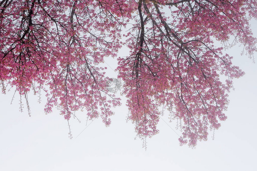 樱花的树枝和花朵图片