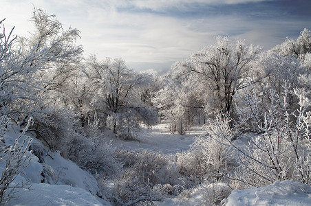 雪中的冬季公园图片