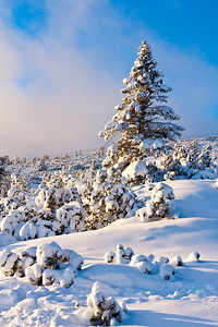 山下雪有松树的图片
