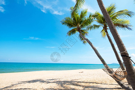 夏季热带海滩椰子棕榈树的景观夏季背景概图片