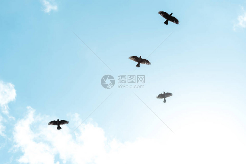 黑色的鸟儿在蓝天白云的映衬下飞翔图片