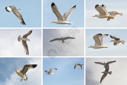 收集蓝天空背景的飞海鸥鸟类夏季海滩主背景图片