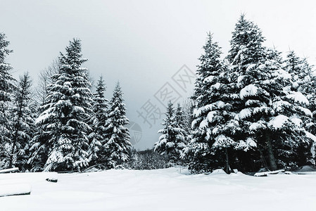 喀尔巴阡山脉雪林中的清图片