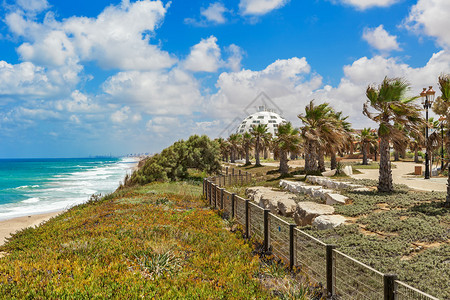 以色列Ashqelon地中海岸沿棕榈树节景象背景图片