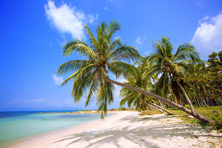 有棕榈树的海滩岛屿图片