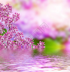 春天的风景美丽的丁香花的芬芳枝图片