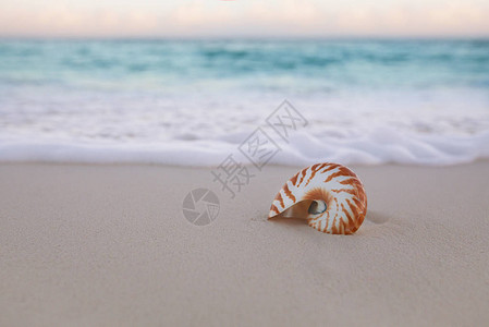 金沙滩上的纳图卢斯海壳图片