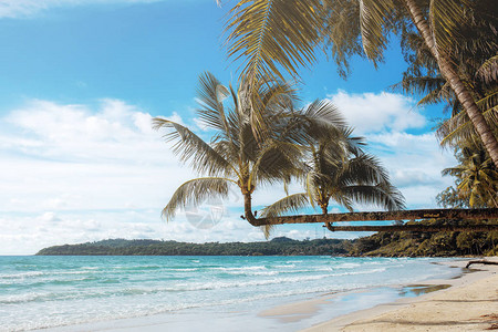在大海的椰子树与蓝天图片