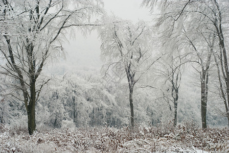 有冻的冬天森林图片