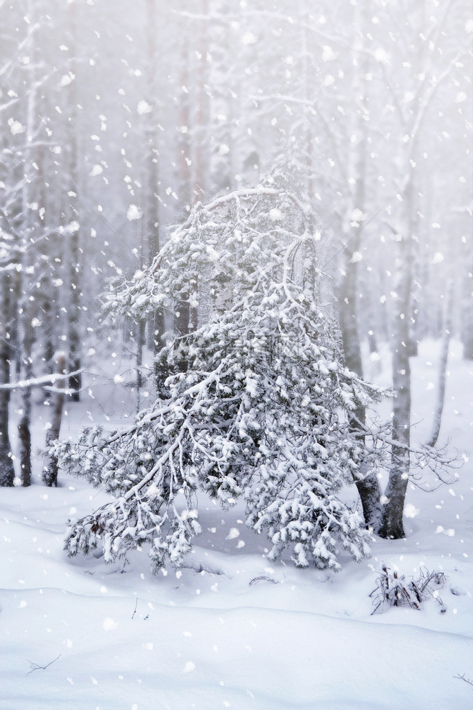 冬天降雪照片图片