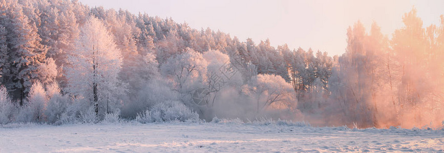 冬季全景冬季景观圣诞节的早晨有霜和早晨阳光的美丽的森林图片