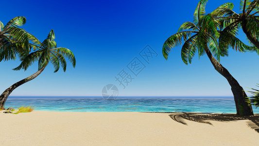 热带蓝色海棕榈和晴朗的天空图片