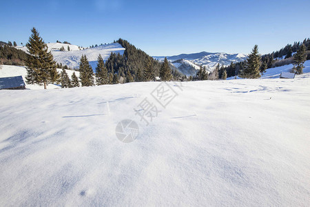 温雪和fir树林的图片