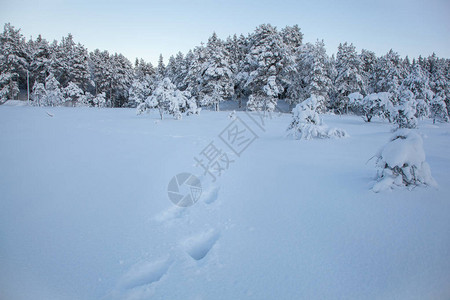 美丽的冬天风景雪树图片