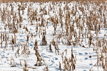 在冬季的田地里背景图片
