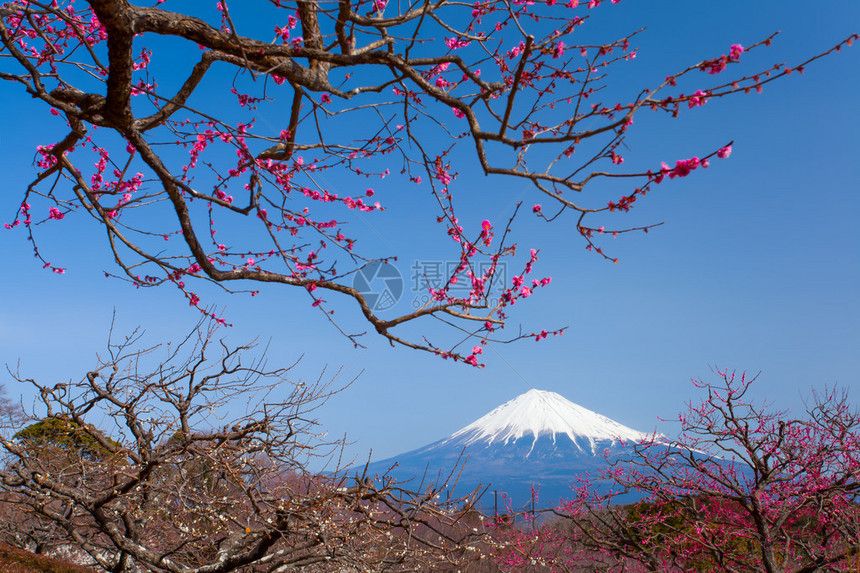 春天的梅花和富士山图片