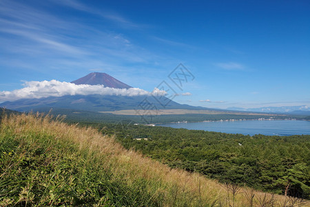 春天的富士山樱花的樱花季节图片