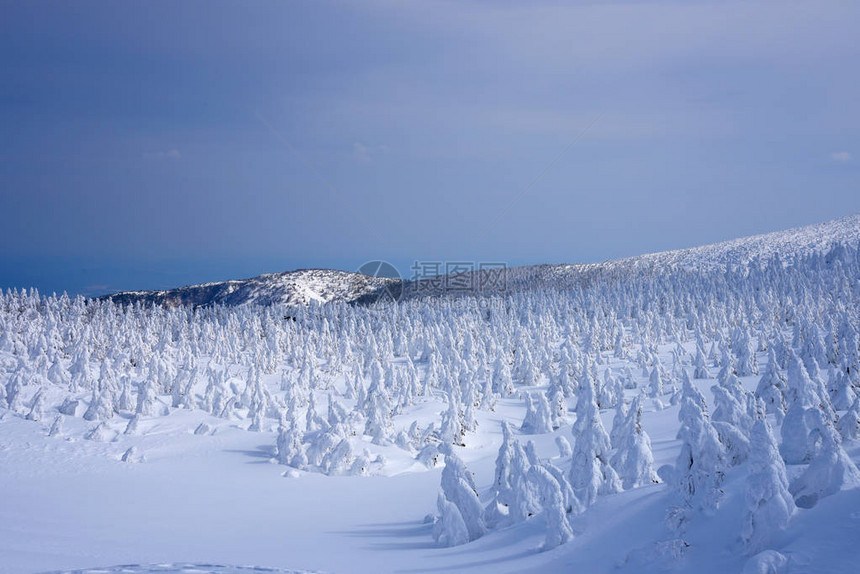 日本山形藏王山的雪怪藏王是东北最大的滑雪胜地之一在冬天图片