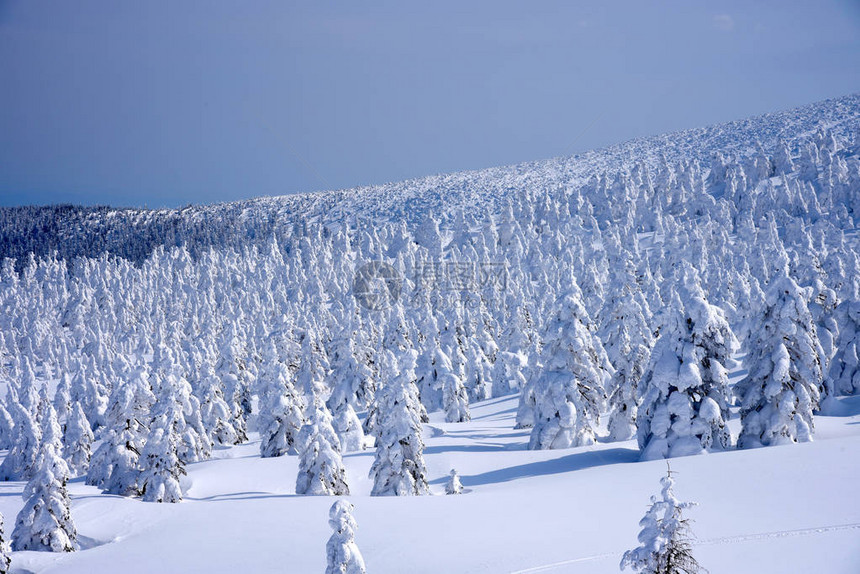 日本山形藏王山的雪怪藏王是东北最大的滑雪胜地之一在冬天图片