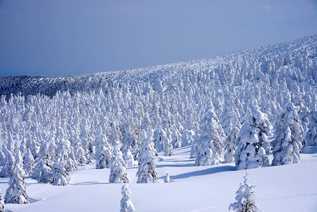 藏王墓日本山形藏王山的雪怪藏王是东北最大的滑雪胜地之一在冬天背景