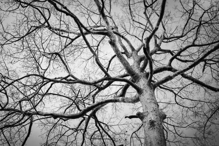 死的冬天树泰国黑白照片背景图片