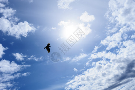 孤独的乌鸦或蓝天中的乌鸦作图片