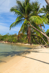 椰子树和热带海滩图片