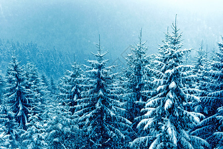 在山冬天森林的降雪图片