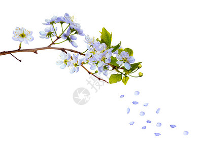 樱桃树蓝色花朵花瓣飘落白色背景隔离图片