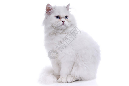 蓝眼睛的白猫白图片
