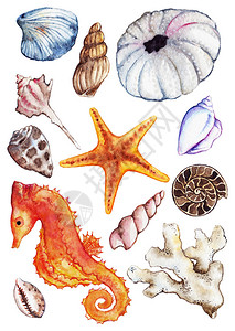 水彩海洋马贝壳珊瑚菊海胆套装图片