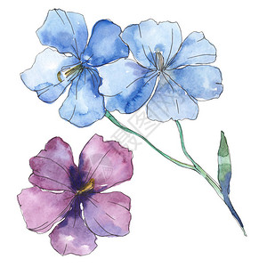 蓝紫色亚麻花卉植物花孤立的野生春叶野花水彩背景插图集水彩画时尚水彩画孤立的背景图片