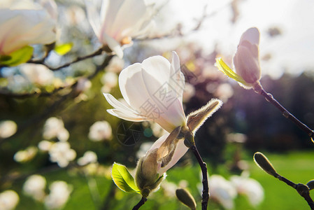 春天盛开的白玉兰图片