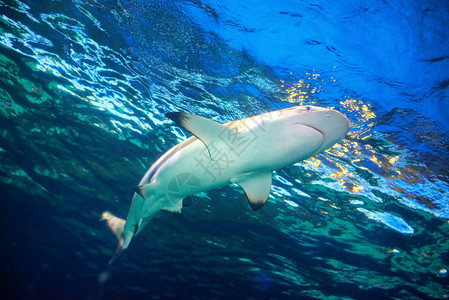 蓝海水中的加勒比珊瑚礁鲨鱼Carcharhinuspe图片